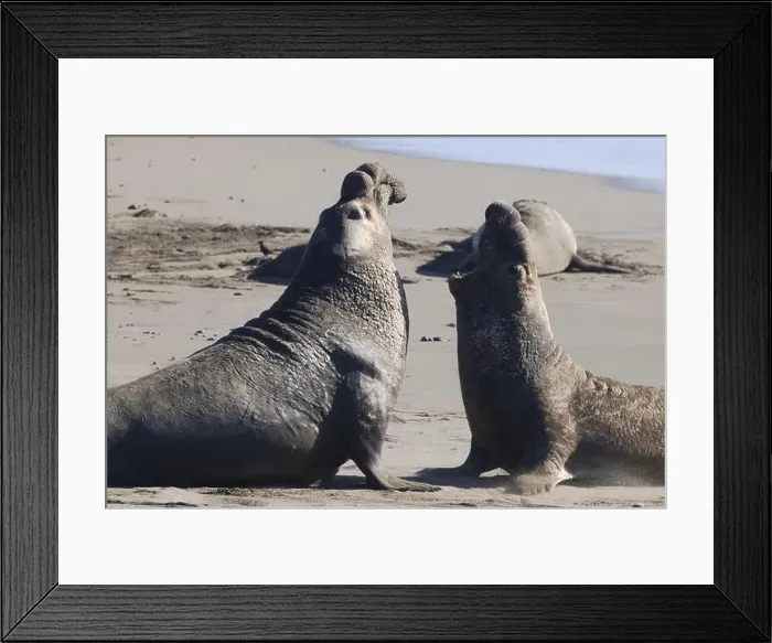 Framed Print : Adult male northern elephant seal bulls roar and battle at Piedras Blancas along Pacific Ocean coast in California, USA Framed Print : Adult male northern elephant seal bulls roar and battle at Piedras Blancas along Pacific Ocean coast in California, USA