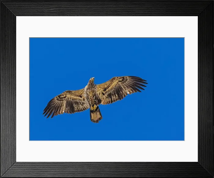 Framed Print : Bald Eagle flying juvenile / immature Haliaeetus leucocephalus underside with wings outstretched - wingspan & blue sky Framed Print : Bald Eagle flying juvenile / immature Haliaeetus leucocephalus underside with wings outstretched - wingspan & blue sky