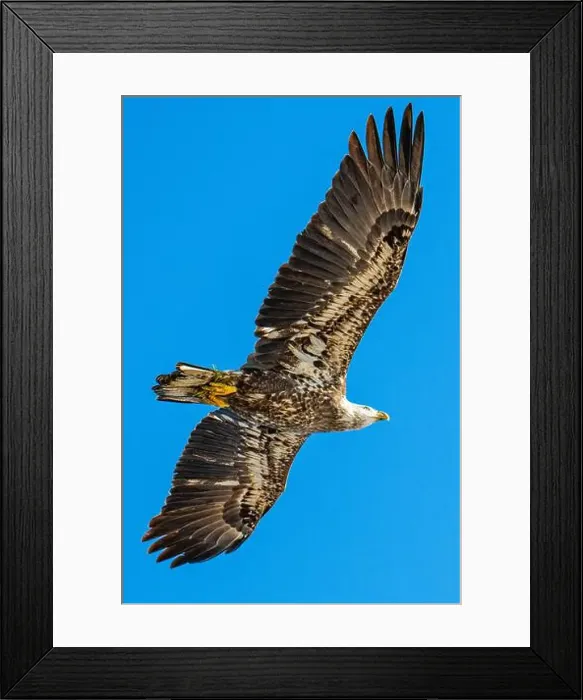 Framed Print : Bald Eagle flying juvenile / immature Haliaeetus leucocephalus underside with wings outstretched - wingspan & blue sky Framed Print : Bald Eagle flying juvenile / immature Haliaeetus leucocephalus underside with wings outstretched - wingspan & blue sky