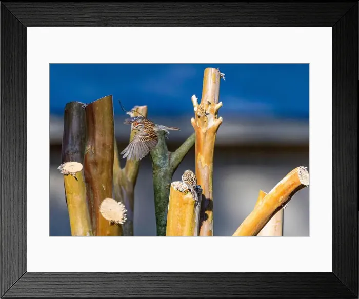 Framed Print : The song sparrow (Melospiza melodia), native sparrows in North America Framed Print : The song sparrow (Melospiza melodia), native sparrows in North America