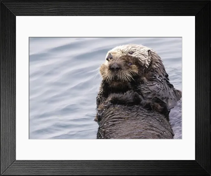 Framed Print : Furry protective embrace of cute baby sea otter tightly held by mother as wild otters float in Morro Bay Harbor Framed Print : Furry protective embrace of cute baby sea otter tightly held by mother as wild otters float in Morro Bay Harbor