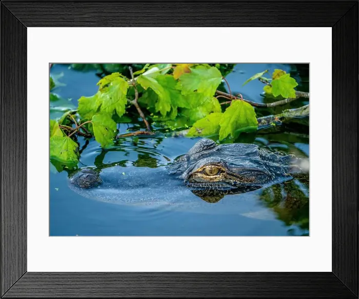 Framed Print : American Alligator head above water Framed Print : American Alligator head above water