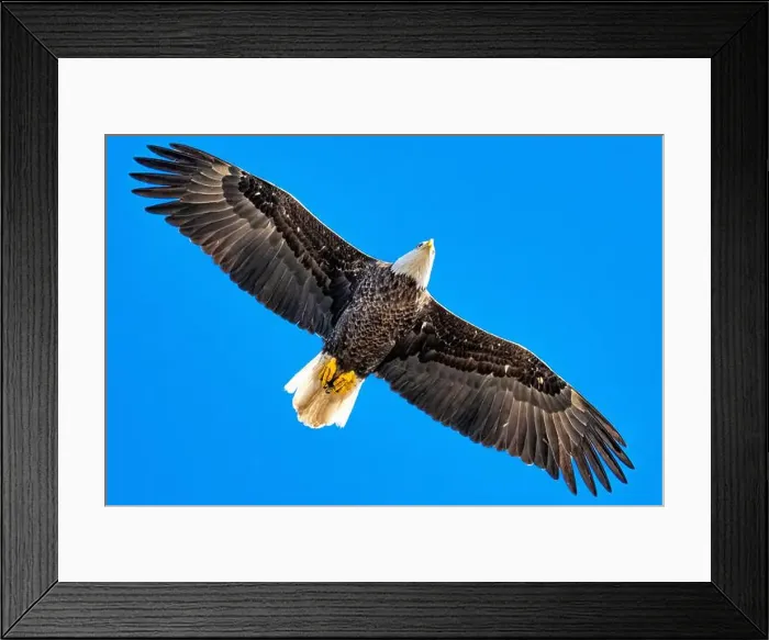 Framed Print : Bald Eagle flying mature Haliaeetus leucocephalus underside with wings outstretched - wingspan Framed Print : Bald Eagle flying mature Haliaeetus leucocephalus underside with wings outstretched - wingspan