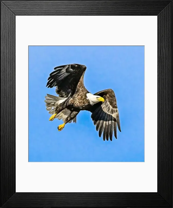 Framed Print : Bald Eagle flying mature Haliaeetus leucocephalus with wing beak head eye and talon detail - wingspan Framed Print : Bald Eagle flying mature Haliaeetus leucocephalus with wing beak head eye and talon detail - wingspan