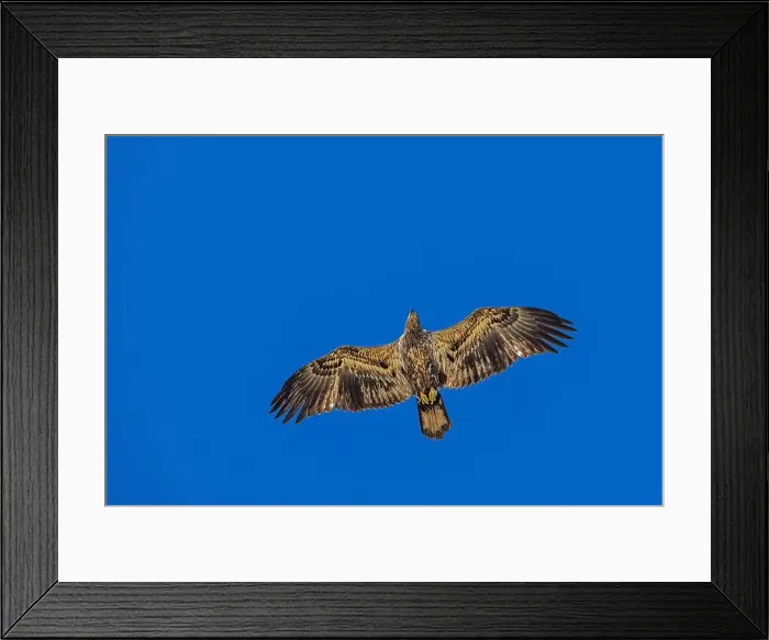 Framed Print : Bald Eagle flying juvenile / immature Haliaeetus leucocephalus underside with wings outstretched - wingspan & blue sky Framed Print : Bald Eagle flying juvenile / immature Haliaeetus leucocephalus underside with wings outstretched - wingspan & blue sky