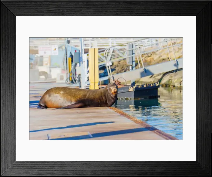 Framed Print : Solitary sea lion lounging on a dock at Oceanside Framed Print : Solitary sea lion lounging on a dock at Oceanside