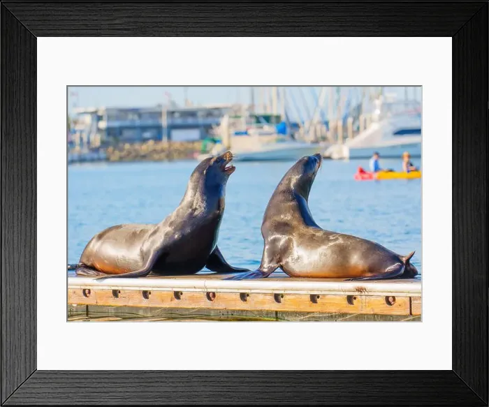 Framed Print : Two sea lions enjoying the sun on a dock in Oceanside Framed Print : Two sea lions enjoying the sun on a dock in Oceanside
