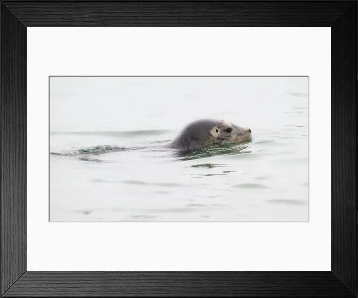 Framed Print : Wild Harbor Seal phoca vitulina swimming with head above calm water Framed Print : Wild Harbor Seal phoca vitulina swimming with head above calm water