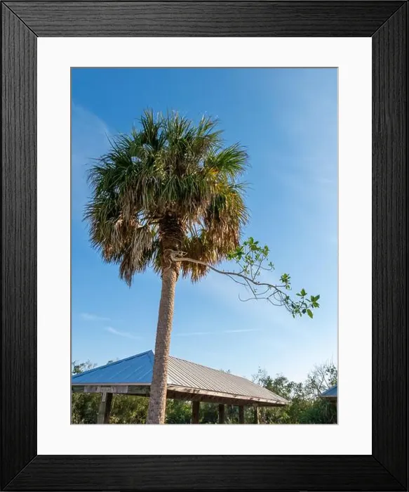 Framed Print : A unique view of a strangler fig beginning its slow takeover of a palm tree Framed Print : A unique view of a strangler fig beginning its slow takeover of a palm tree