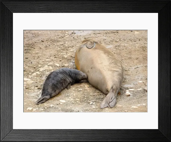Framed Print : Elephant Seal pup nursing on the sand of the Point Reyes National Seashore, California, USA Framed Print : Elephant Seal pup nursing on the sand of the Point Reyes National Seashore, California, USA