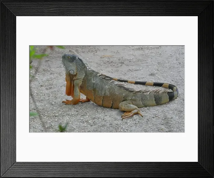 Framed Print : Lively Green Iguana Resting on a Sandy Surface Outdoors Framed Print : Lively Green Iguana Resting on a Sandy Surface Outdoors
