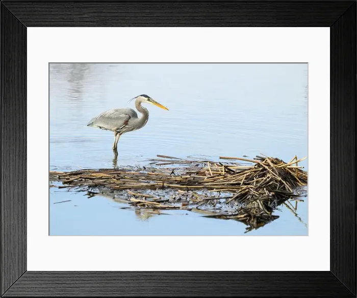 Framed Print : Great Blue Heron Ardea herodias standing in ankle deep water with reeds in winter Framed Print : Great Blue Heron Ardea herodias standing in ankle deep water with reeds in winter