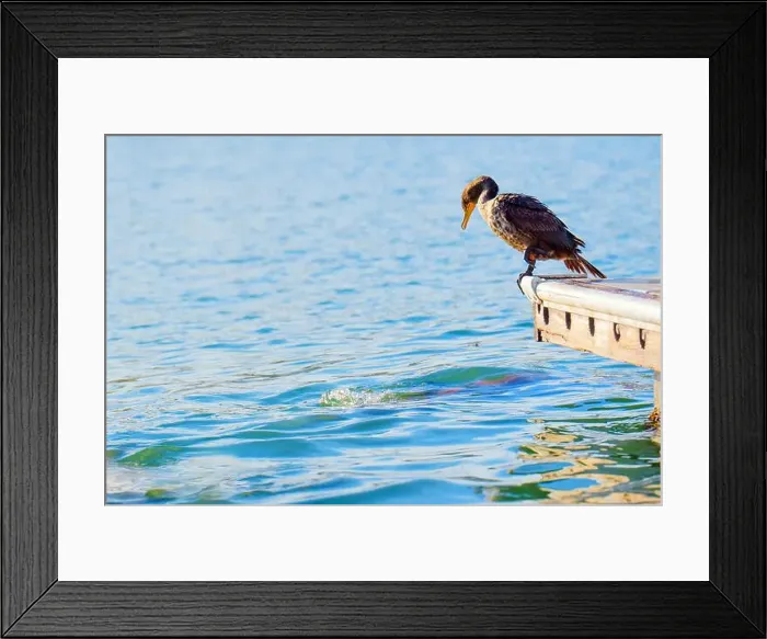 Framed Print : Duck standing at the edge of the pier Framed Print : Duck standing at the edge of the pier