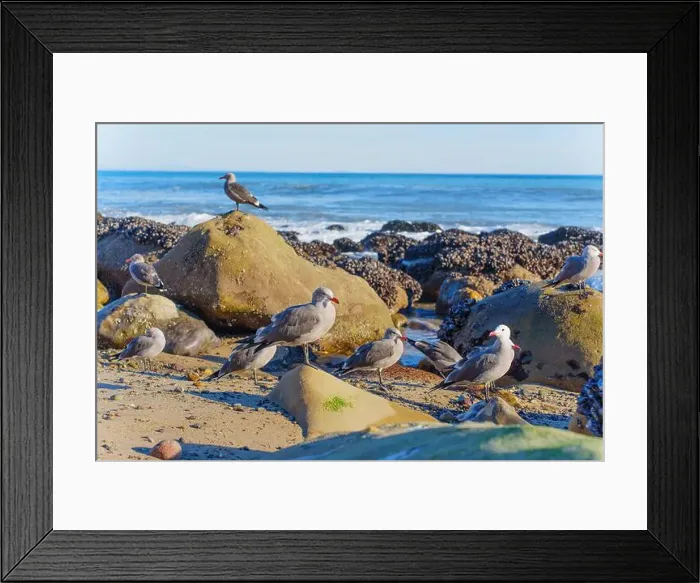 Framed Print : Group of seagulls perched on rocks along the shoreline, with ocean waves in the background at Malibu Beach Framed Print : Group of seagulls perched on rocks along the shoreline, with ocean waves in the background at Malibu Beach
