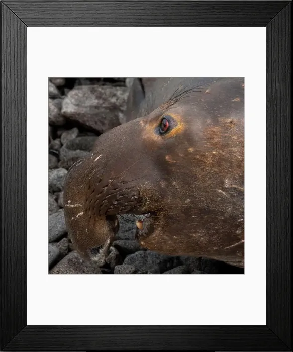 Framed Print : Portrait and close-up on the side of the face of an Elephant Seal male at Point Reyes National Seashore Framed Print : Portrait and close-up on the side of the face of an Elephant Seal male at Point Reyes National Seashore