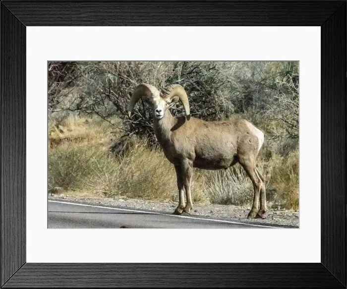Framed Print : Big Horn Sheep (Ovis canadensis) in Valley of the Fire State Park in Nevada Framed Print : Big Horn Sheep (Ovis canadensis) in Valley of the Fire State Park in Nevada