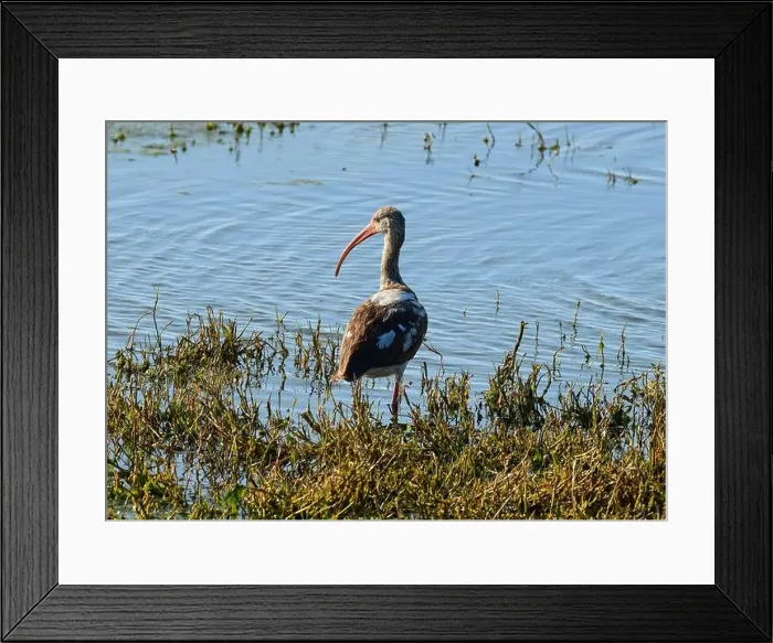 Framed Print : Juvenile American White Ibis