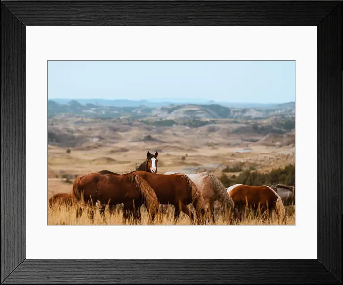 Framed Print : A herd of wild horses roam freely across the grasslands of Theodore Roosevelt National Park in North Dakota Framed Print : A herd of wild horses roam freely across the grasslands of Theodore Roosevelt National Park in North Dakota