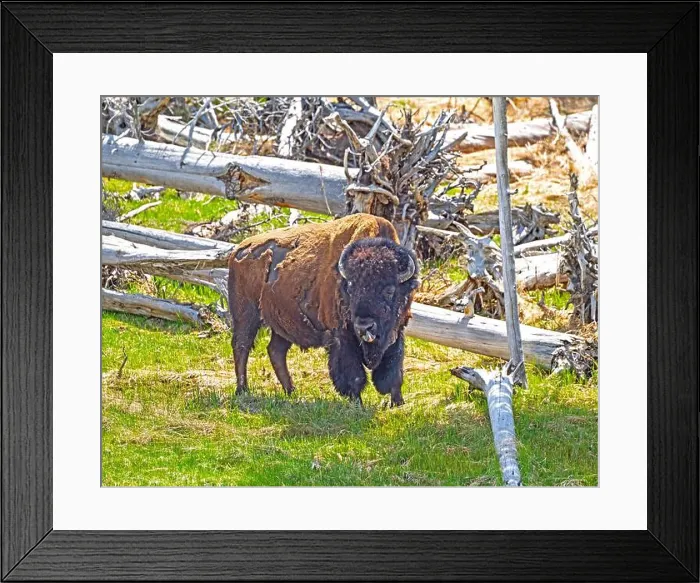 Framed Print : Bison Shedding his winter coat and sticking his tongue out. in Yellowstone National Park in Wyoming Framed Print : Bison Shedding his winter coat and sticking his tongue out. in Yellowstone National Park in Wyoming