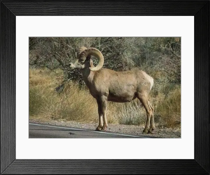 Framed Print : Big Horn Sheep (Ovis canadensis) in Valley of the Fire State Park in Nevada Framed Print : Big Horn Sheep (Ovis canadensis) in Valley of the Fire State Park in Nevada