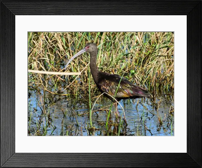 Framed Print : Juvenile American White Ibis Framed Print : Juvenile American White Ibis