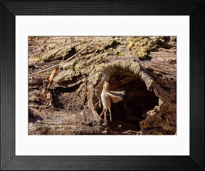 Framed Print : The song sparrow (Melospiza melodia), native sparrows in North America Framed Print : The song sparrow (Melospiza melodia), native sparrows in North America