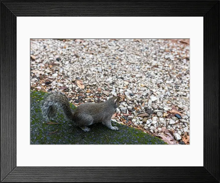 Framed Print : A very friendly squirrel at Lake Catherine State Park in Arkansas Framed Print : A very friendly squirrel at Lake Catherine State Park in Arkansas