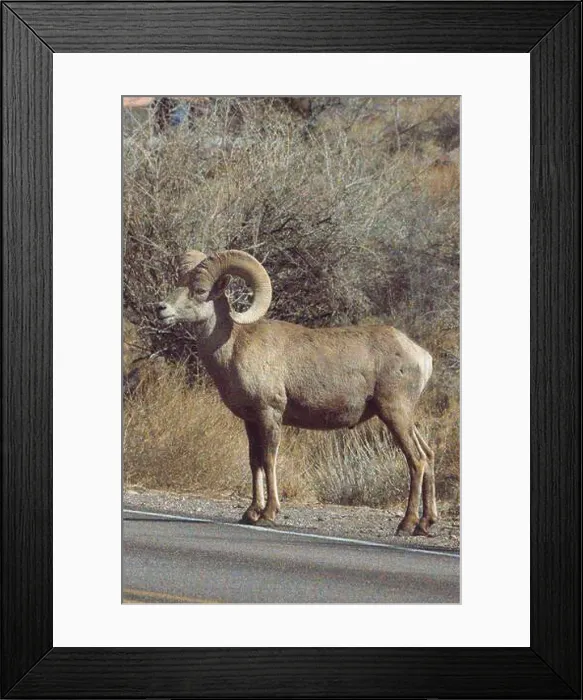 Framed Print : Big Horn Sheep (Ovis canadensis) in Valley of the Fire State Park in Nevada Framed Print : Big Horn Sheep (Ovis canadensis) in Valley of the Fire State Park in Nevada