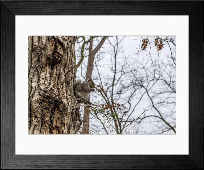 Framed Print : A very friendly squirrel at Lake Catherine State Park in Arkansas Framed Print : A very friendly squirrel at Lake Catherine State Park in Arkansas