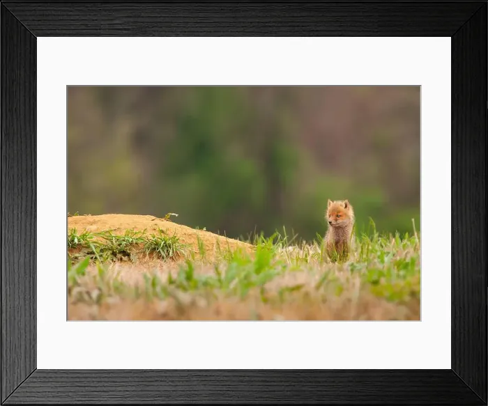 Framed Print : Red fox kit sits outside its den, waiting for its parents to return Framed Print : Red fox kit sits outside its den, waiting for its parents to return