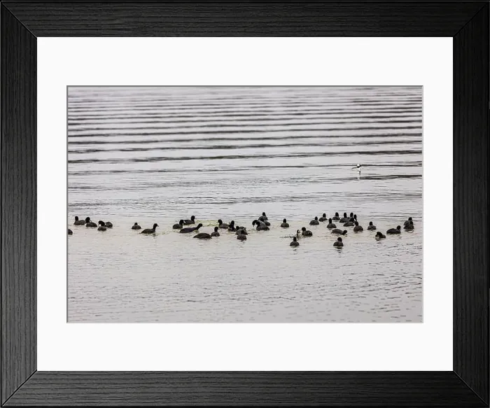 Framed Print : Ducks on the water at Lake Catherine State Park on a cold and cloudy winter day Framed Print : Ducks on the water at Lake Catherine State Park on a cold and cloudy winter day