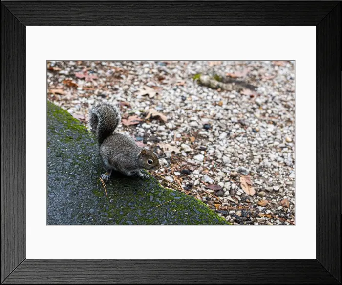 Framed Print : A very friendly squirrel at Lake Catherine State Park in Arkansas Framed Print : A very friendly squirrel at Lake Catherine State Park in Arkansas