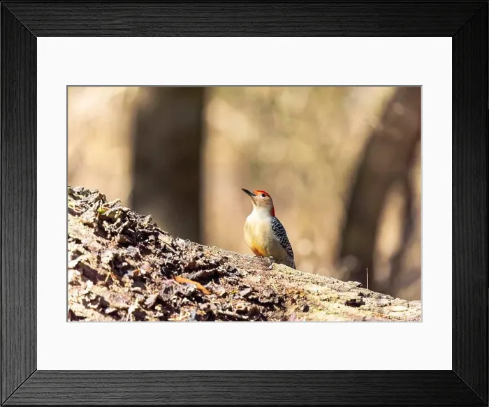 Framed Print : The Red-bellied Wodpecker (Melanerpes carolinus) Framed Print : The Red-bellied Wodpecker (Melanerpes carolinus)