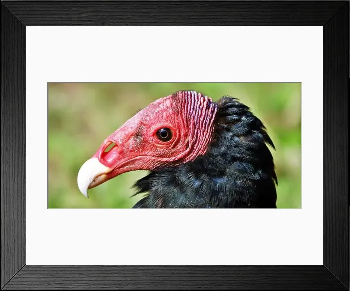 Framed Print : Close-up portrait of red-headed vulture isolated on green background