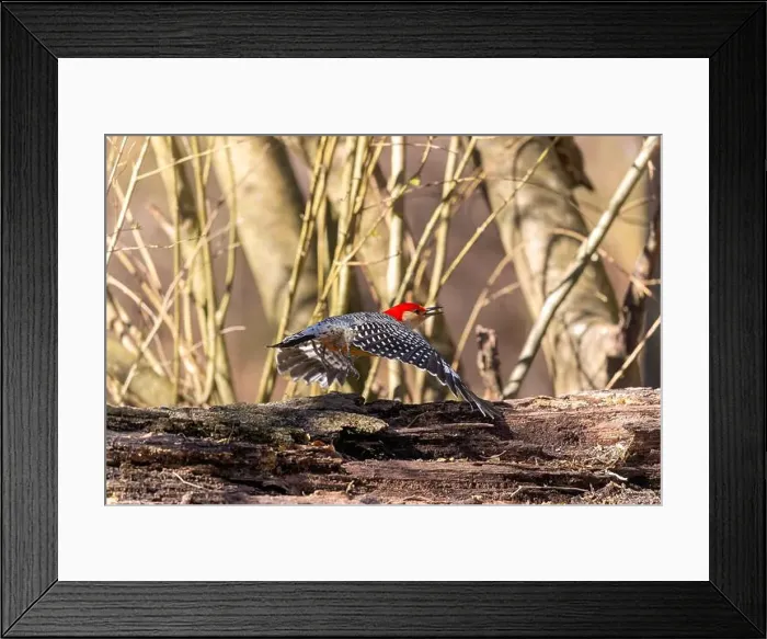 Framed Print : The Red-bellied Wodpecker (Melanerpes carolinus) Framed Print : The Red-bellied Wodpecker (Melanerpes carolinus)
