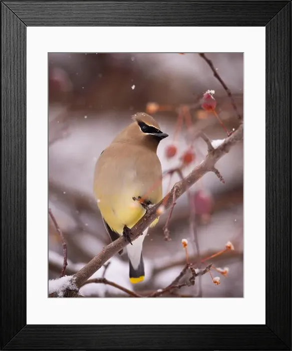 Framed Print : Cedar waxwing - bombycilla cedrorum - perched in a crab apple tree on an overcast snowy day in Colorado, USA Framed Print : Cedar waxwing - bombycilla cedrorum - perched in a crab apple tree on an overcast snowy day in Colorado, USA
