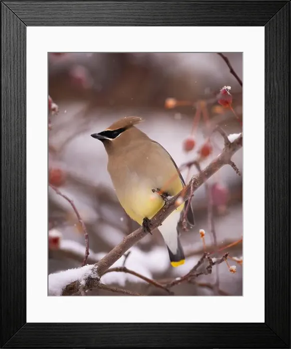 Framed Print : Cedar waxwing - bombycilla cedrorum - perched in a crab apple tree on an overcast snowy day in Colorado, USA Framed Print : Cedar waxwing - bombycilla cedrorum - perched in a crab apple tree on an overcast snowy day in Colorado, USA