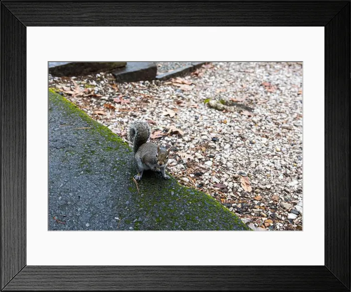 Framed Print : A very friendly squirrel at Lake Catherine State Park in Arkansas Framed Print : A very friendly squirrel at Lake Catherine State Park in Arkansas