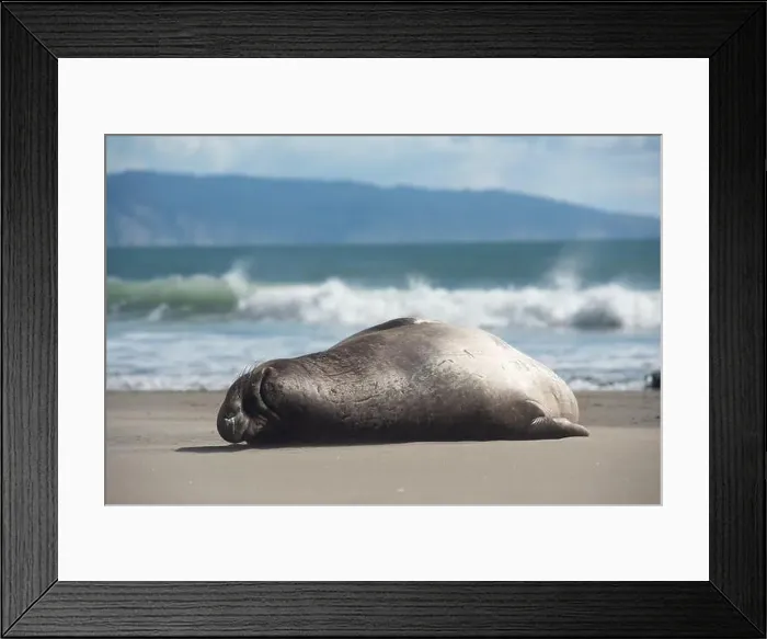 Framed Print : An elephant seal rests peacefully on a sandy beach near gentle ocean waves and blue skies in Pt Reyes National Seashore Framed Print : An elephant seal rests peacefully on a sandy beach near gentle ocean waves and blue skies in Pt Reyes National Seashore