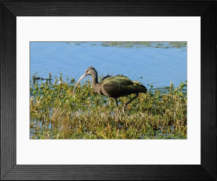 Framed Print : Juvenile American White Ibis Framed Print : Juvenile American White Ibis