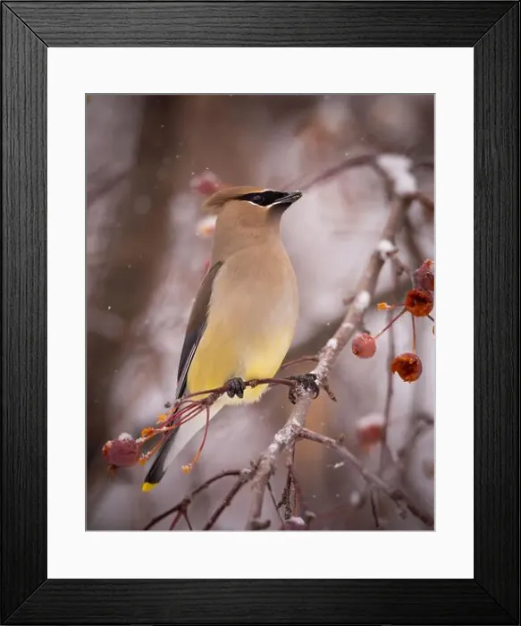 Framed Print : Cedar waxwing - bombycilla cedrorum - perched in a crab apple tree on an overcast snowy day in Colorado, USA Framed Print : Cedar waxwing - bombycilla cedrorum - perched in a crab apple tree on an overcast snowy day in Colorado, USA