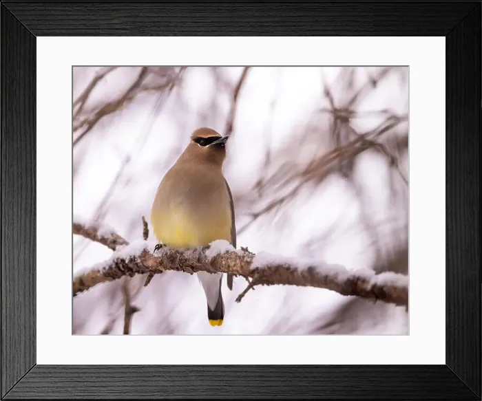 Framed Print : Cedar waxwing - bombycilla cedrorum - perched in a crab apple tree on an overcast snowy day in Colorado, USA Framed Print : Cedar waxwing - bombycilla cedrorum - perched in a crab apple tree on an overcast snowy day in Colorado, USA
