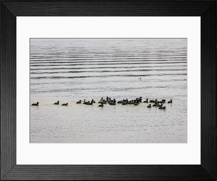 Framed Print : Ducks on the water at Lake Catherine State Park on a cold and cloudy winter day Framed Print : Ducks on the water at Lake Catherine State Park on a cold and cloudy winter day