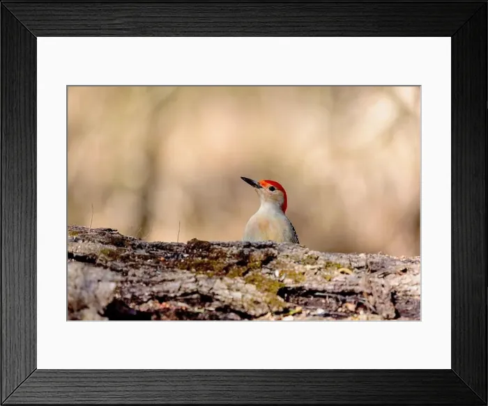 Framed Print : The Red-bellied Wodpecker (Melanerpes carolinus) Framed Print : The Red-bellied Wodpecker (Melanerpes carolinus)