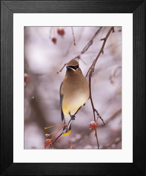Framed Print : Cedar waxwing - bombycilla cedrorum - perched in a crab apple tree on an overcast snowy day in Colorado, USA Framed Print : Cedar waxwing - bombycilla cedrorum - perched in a crab apple tree on an overcast snowy day in Colorado, USA