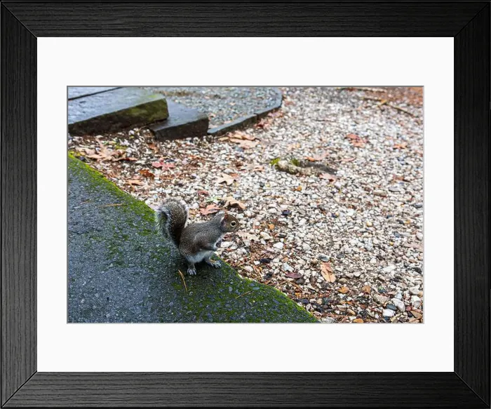 Framed Print : A very friendly squirrel at Lake Catherine State Park in Arkansas Framed Print : A very friendly squirrel at Lake Catherine State Park in Arkansas
