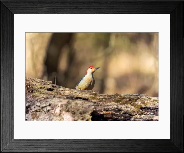 Framed Print : The Red-bellied Wodpecker (Melanerpes carolinus) Framed Print : The Red-bellied Wodpecker (Melanerpes carolinus)