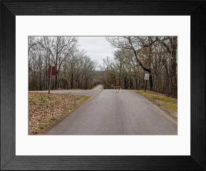 Framed Print : Deer crossing the West Mountain Road at Hot Springs Arkansas Framed Print : Deer crossing the West Mountain Road at Hot Springs Arkansas