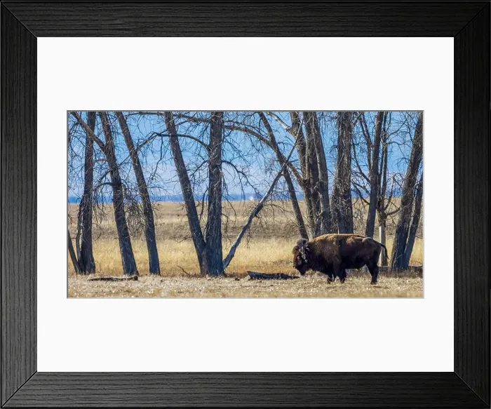 Framed Print : Buffalo at Rocky Mountain Arsenal National Wildlife Refuge, Colorado Framed Print : Buffalo at Rocky Mountain Arsenal National Wildlife Refuge, Colorado