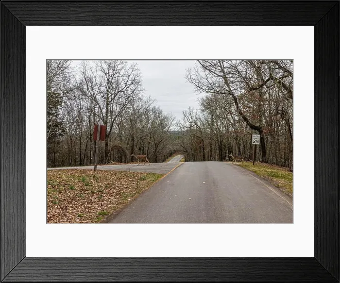 Framed Print : Deer crossing the West Mountain Road at Hot Springs Arkansas Framed Print : Deer crossing the West Mountain Road at Hot Springs Arkansas